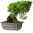 Juniperus chinensis Itoigawa, 18 cm, ± 9 Jahre alt