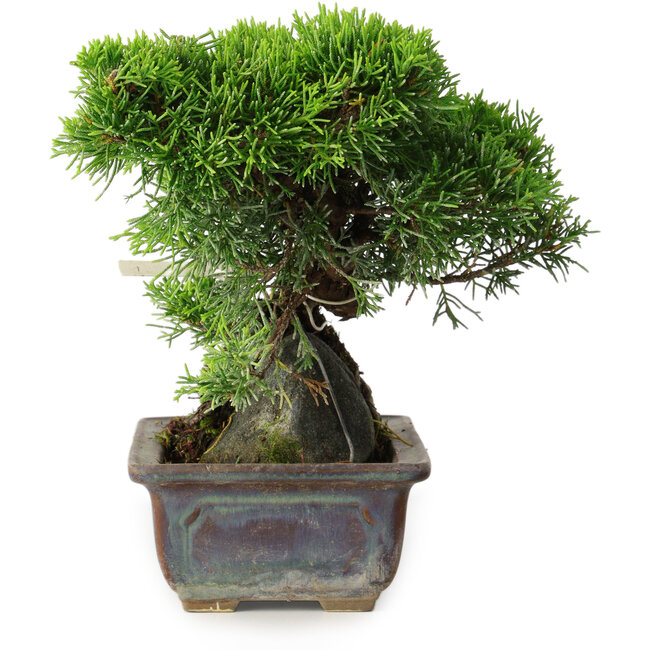 Juniperus chinensis Itoigawa, 18 cm, ± 9 ans
