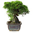 Juniperus chinensis Itoigawa, 18 cm, ± 9 años