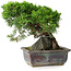Juniperus chinensis Itoigawa, 18 cm, ± 9 Jahre alt