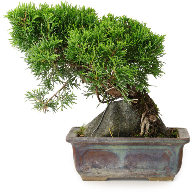 Juniperus chinensis Itoigawa, 18 cm, ± 9 años