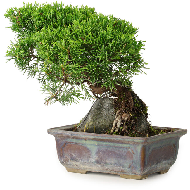Juniperus chinensis Itoigawa, 18 cm, ± 9 jaar oud