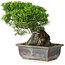 Juniperus chinensis Itoigawa, 18 cm, ± 9 años