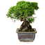 Juniperus chinensis Itoigawa, 18 cm, ± 9 years old