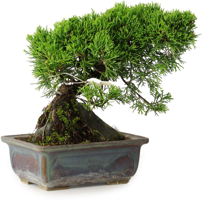 Juniperus chinensis Itoigawa, 18 cm, ± 9 ans