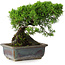 Juniperus chinensis Itoigawa, 18 cm, ± 9 anni