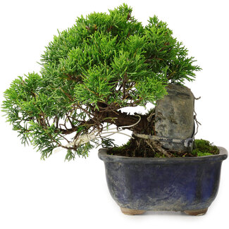 Juniperus chinensis Itoigawa, 15 cm, ± 9 jaar oud