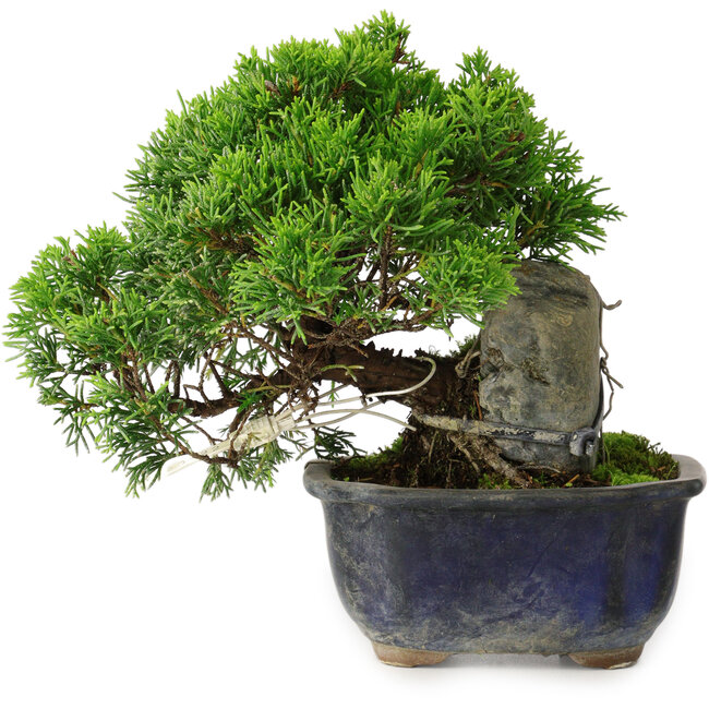 Juniperus chinensis Itoigawa, 15 cm, ± 9 jaar oud