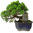 Juniperus chinensis Itoigawa, 15 cm, ± 9 jaar oud