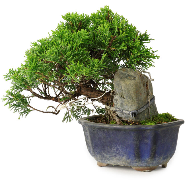 Juniperus chinensis Itoigawa, 15 cm, ± 9 jaar oud