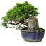 Juniperus chinensis Itoigawa, 15 cm, ± 9 ans
