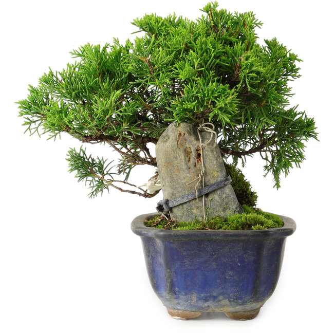 Juniperus chinensis Itoigawa, 15 cm, ± 9 years old