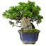 Juniperus chinensis Itoigawa, 15 cm, ± 9 years old