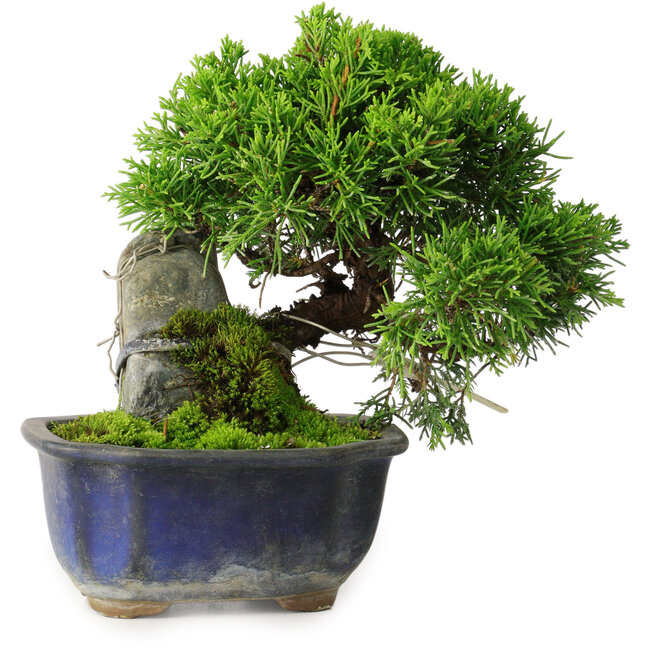 Juniperus chinensis Itoigawa, 15 cm, ± 9 Jahre alt