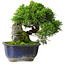 Juniperus chinensis Itoigawa, 15 cm, ± 9 anni