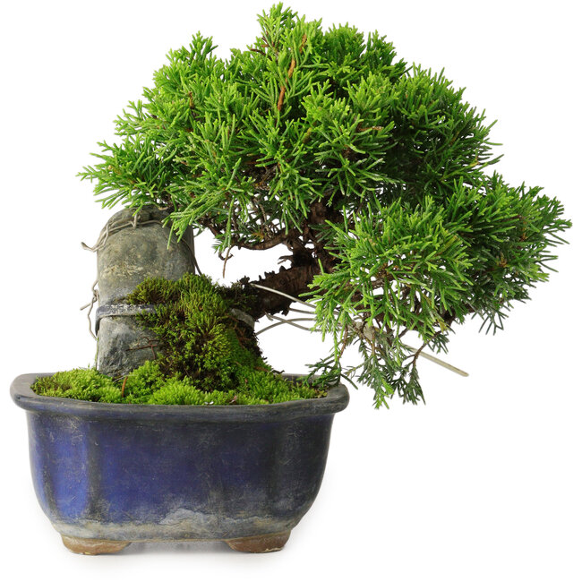 Juniperus chinensis Itoigawa, 15 cm, ± 9 Jahre alt