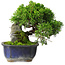 Juniperus chinensis Itoigawa, 15 cm, ± 9 Jahre alt