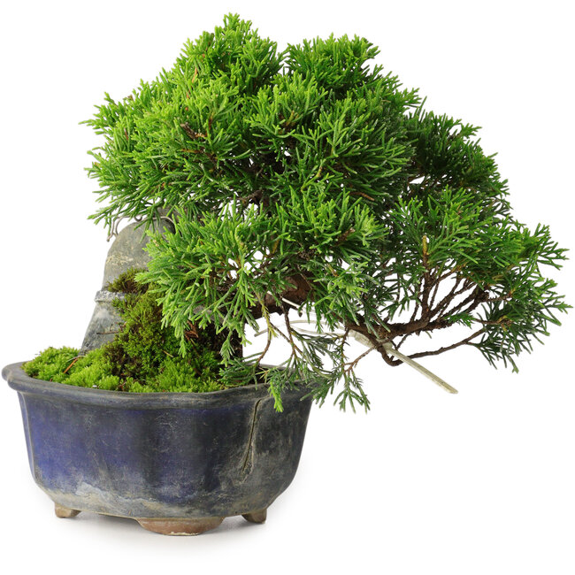 Juniperus chinensis Itoigawa, 15 cm, ± 9 Jahre alt