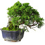 Juniperus chinensis Itoigawa, 15 cm, ± 9 years old