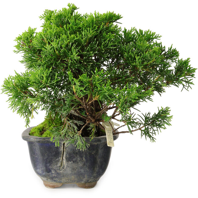 Juniperus chinensis Itoigawa, 15 cm, ± 9 años