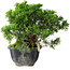 Juniperus chinensis Itoigawa, 15 cm, ± 9 Jahre alt