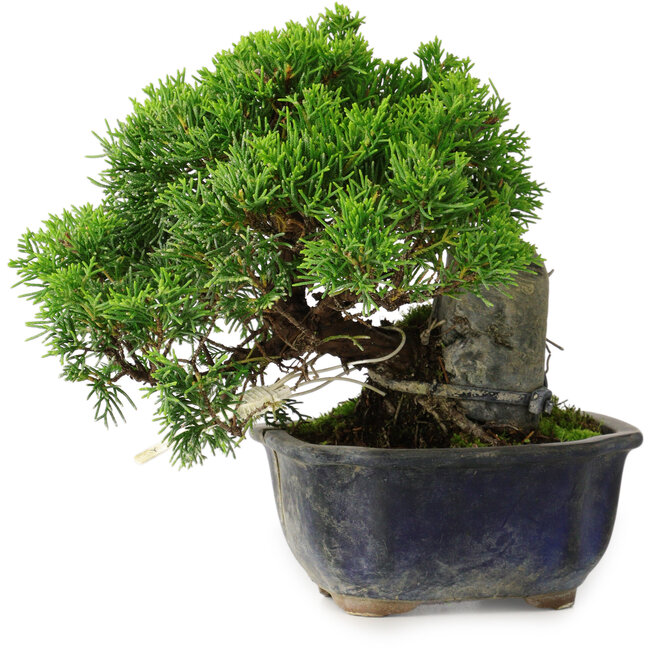 Juniperus chinensis Itoigawa, 15 cm, ± 9 anni