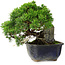 Juniperus chinensis Itoigawa, 15 cm, ± 9 anni