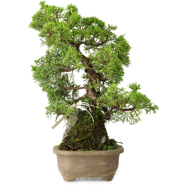 Juniperus chinensis Itoigawa, 27 cm, ± 9 años