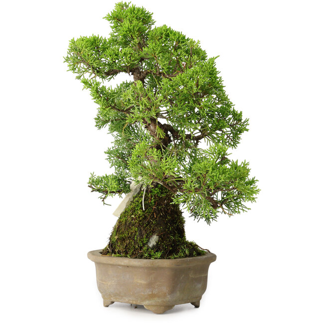 Juniperus chinensis Itoigawa, 27 cm, ± 9 Jahre alt