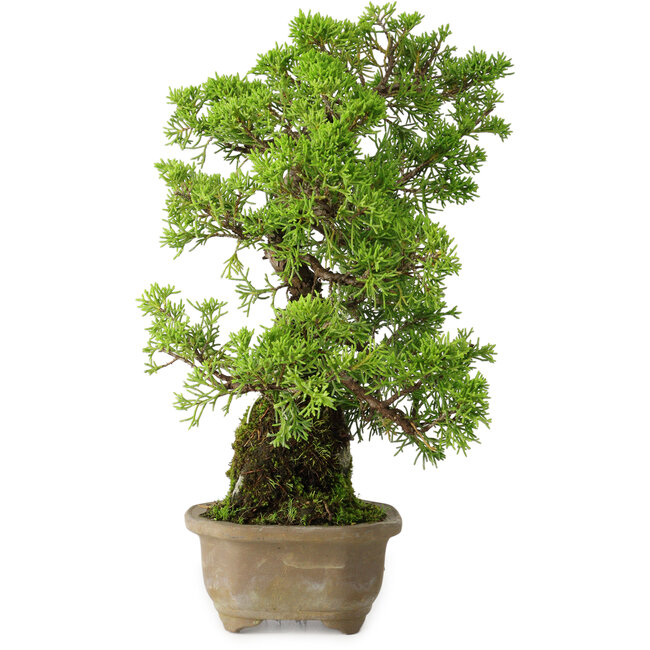 Juniperus chinensis Itoigawa, 27 cm, ± 9 ans