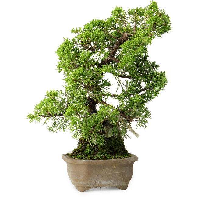 Juniperus chinensis Itoigawa, 27 cm, ± 9 jaar oud