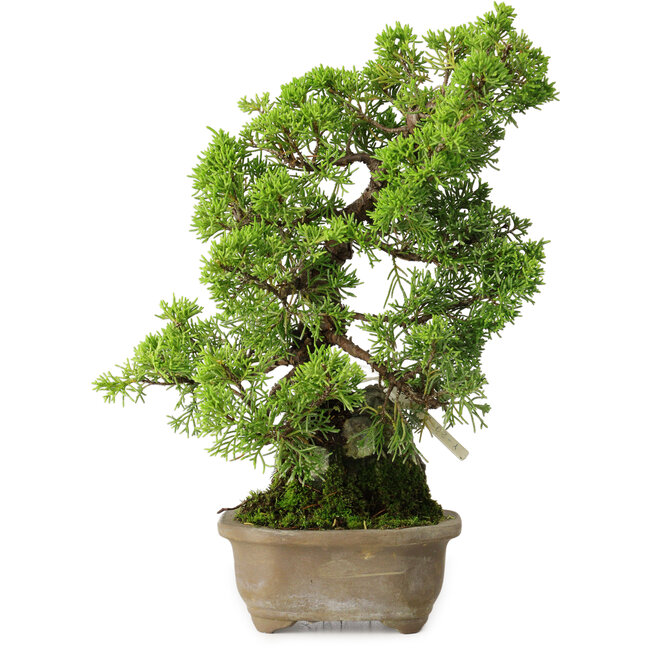 Juniperus chinensis Itoigawa, 27 cm, ± 9 anni