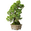Juniperus chinensis Itoigawa, 27 cm, ± 9 anni
