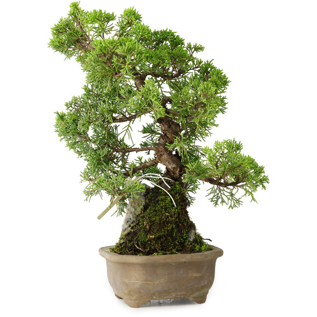 Juniperus chinensis Itoigawa, 27 cm, ± 9 ans