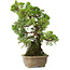 Juniperus chinensis Itoigawa, 27 cm, ± 9 jaar oud
