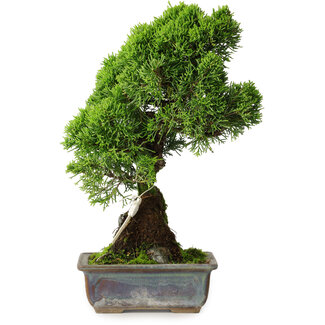 Juniperus chinensis Itoigawa, 30 cm, ± 9 jaar oud