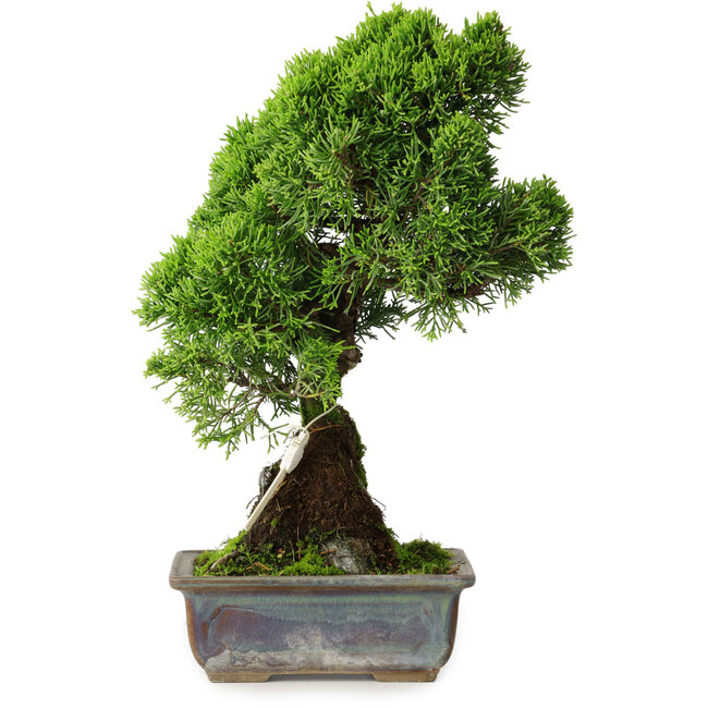 Juniperus chinensis Itoigawa, 30 cm, ± 9 jaar oud