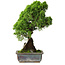 Juniperus chinensis Itoigawa, 30 cm, ± 9 Jahre alt