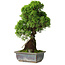 Juniperus chinensis Itoigawa, 30 cm, ± 9 anni