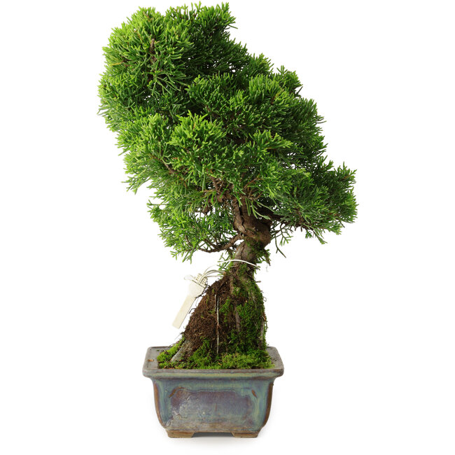 Juniperus chinensis Itoigawa, 30 cm, ± 9 Jahre alt