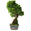 Juniperus chinensis Itoigawa, 30 cm, ± 9 jaar oud