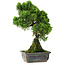Juniperus chinensis Itoigawa, 30 cm, ± 9 anni