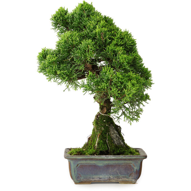 Juniperus chinensis Itoigawa, 30 cm, ± 9 anni