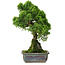Juniperus chinensis Itoigawa, 30 cm, ± 9 jaar oud