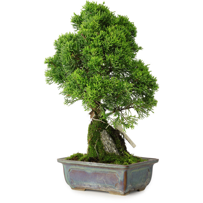 Juniperus chinensis Itoigawa, 30 cm, ± 9 Jahre alt
