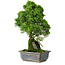 Juniperus chinensis Itoigawa, 30 cm, ± 9 Jahre alt