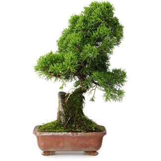 Juniperus chinensis Itoigawa, 30 cm, ± 9 ans