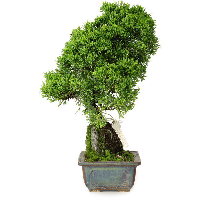 Juniperus chinensis Itoigawa, 30 cm, ± 9 ans