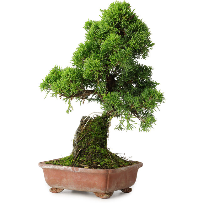 Juniperus chinensis Itoigawa, 30 cm, ± 9 years old