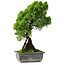Juniperus chinensis Itoigawa, 30 cm, ± 9 ans